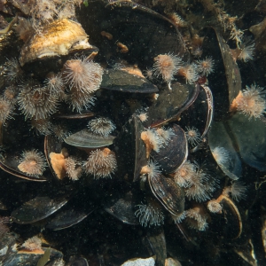 Mossels met zeeanjelieren
